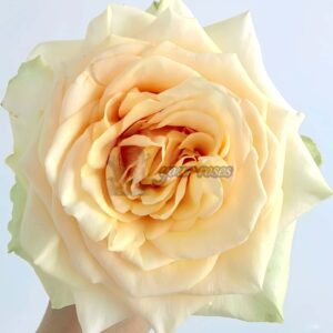 pearl finess Rose plant丨Your roses