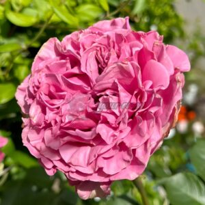 queen's crown Rose plant丨Your roses