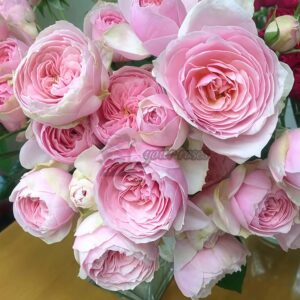 spring scenery Rose for sale丨Your roses