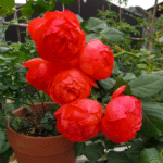 Chiyan Rose Plant photo review