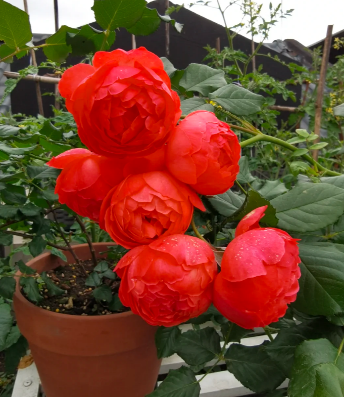 Chiyan Rose Plant photo review
