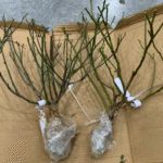 Masora Rose Plant photo review