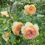Masora Rose Plant photo review
