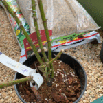 Masora Rose photo review