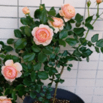 Masora Rose photo review