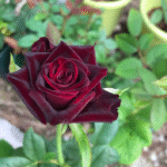 Black Baccara Rose photo review