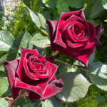 Black Baccara Rose photo review