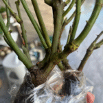 Chaleur Rose 2Gal photo review