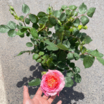 Chaleur Rose 2Gal photo review