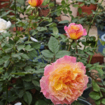 Chaleur Rose 2Gal photo review