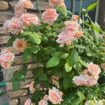 Paul Bocuse Rose MASpaujeu Rose Plant photo review