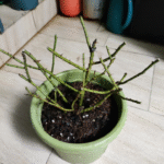 Admiral Rose photo review