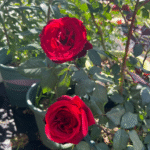 Admiral Rose photo review