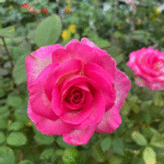 Candy Avalanche Rose 3Gal photo review