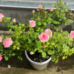 Candy Avalanche Rose 3Gal photo review