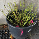 Patchouli Rose Plant photo review