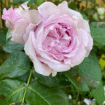Patchouli Rose Plant photo review