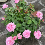 Patchouli Rose Plant photo review