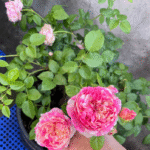 Édouard Manet Rose Plant photo review