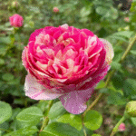 Edouard Manet Rose Édouard Manet Rose photo review