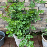 Edouard Manet Rose Édouard Manet Rose photo review