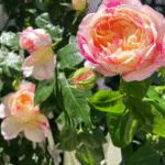 Edouard Manet Rose Édouard Manet Rose photo review