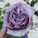 Amethyst Rose Plant photo review