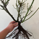 Thierry Marx Rose Plant photo review