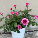 Thierry Marx Rose Plant photo review