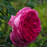 Thierry Marx Rose Plant photo review