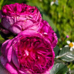 Thierry Marx Rose Plant photo review