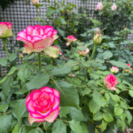 Monroe Rose 3Gal photo review