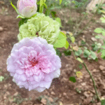 Coffret Rose Plant|首饰盒/珠宝盒 photo review