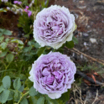 Coffret Rose photo review