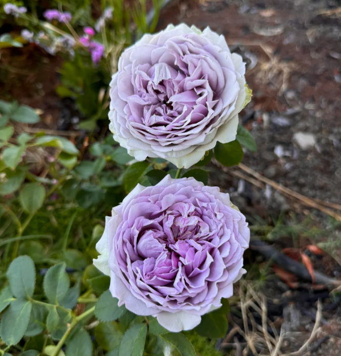 Coffret Rose Cut Roses -