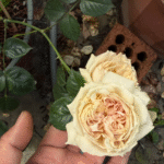 Luxor Rose Plant|木村版卢克索 photo review