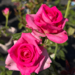 Topaz Rose Plant|黄玉|托帕石 photo review