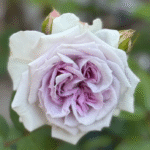 zi yue guang Rose Plant|紫月光 photo review