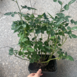 Ziyueguang Rose Purple Moonlight Rose photo review