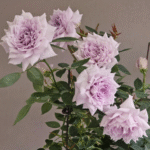 Ziyueguang Rose Purple Moonlight Rose photo review