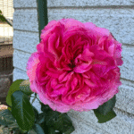 Aube Rose Marianne James Rose 3Gal photo review