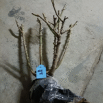 Aube Rose Marianne James Rose 3Gal photo review