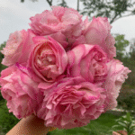 Aube Rose Marianne James Rose 3Gal photo review