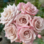 Menta Rose 3Gal photo review