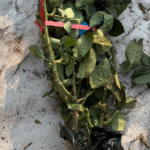 Menta Rose 3Gal photo review