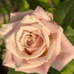 Menta Rose 3Gal photo review