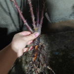 Fragonard Rose photo review