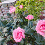 Fragonard Rose photo review