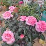 Fragonard Rose photo review