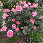 Fragonard Rose Plant|花宮娜 photo review